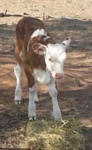 stolen-calf-gatton