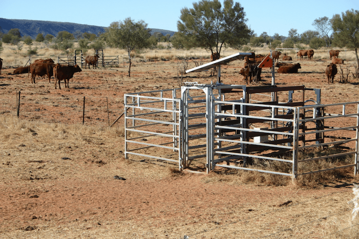 Remote livestock management system, where cattle are automatically weighed as they enter the water yard.