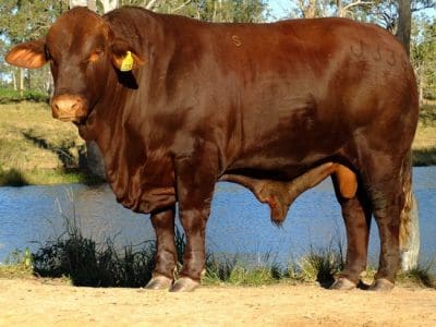 Top priced bull at Friday's Yulgilbar Santa sale was Yulgilbar Justice (P), a Warenda Sahara son bought for $28,000 by Echo Hills Pastoral Co, Beaudesert.