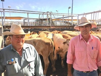 Errol Rolfe, Marie Downs, Roma, with livestock agent, Gary Cartwright, watched the Marie Downs steers sell to 420c/kg for 289kg to return $1213/head at Roma’s Store Sale on Tuesday. Picture: Martin Bunyard