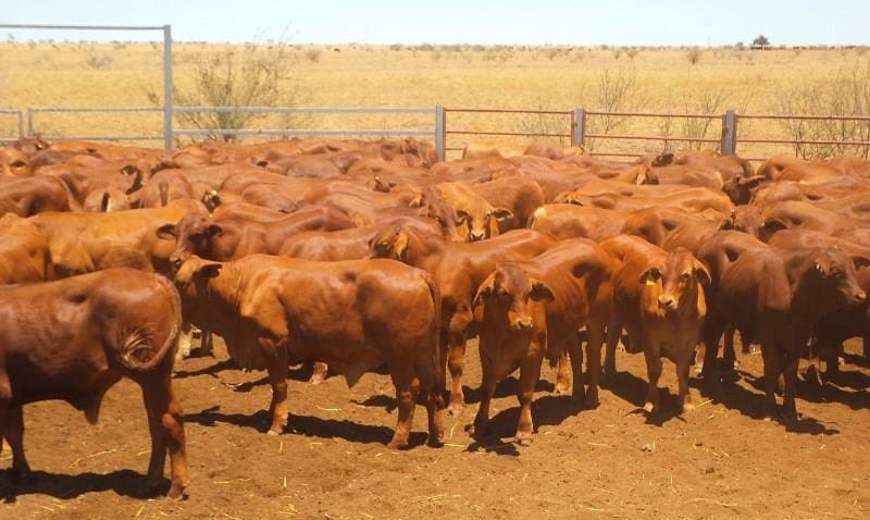 144 Droughtmaster heifers, 8-12 months weighing 254kg from Winton, QLD sold for 439c/kg or $1116 this afternoon, while a further 136 of their brothers 289kg at the same age (pictured) made $1199.