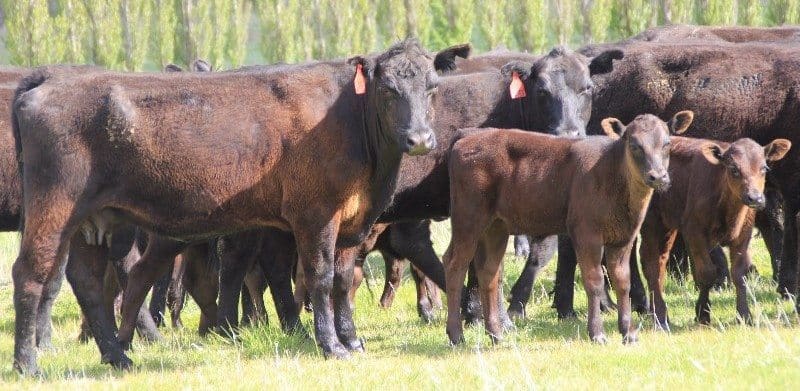 Heifers with their first calves at foot sold from $1750 to $2950 on Friday, with the top price paid for these Angus heifers from Armidale, NSW with Wagyu calves at foot.