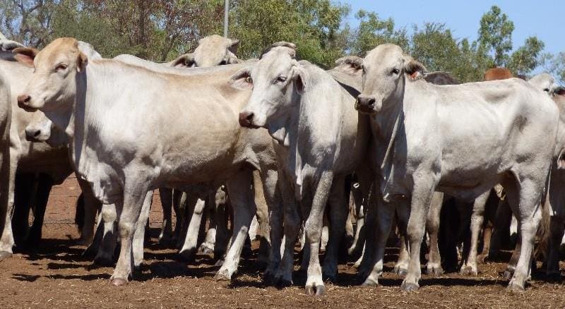 These station-mated Hayfield Brahman and Charbray heifers, mentioned in the report above, totaling almost 500 head were passed in on Friday for $1220/head.
