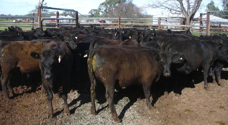 This line of 70 EU-accredited Dulverton blood milk-tooth Angus steers weighing 383kg from Coonabarabran made 417c/kg or $1600 on Friday.