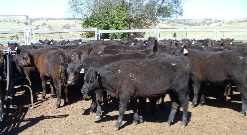 These 91 weaned Angus steers 5-6 months old at 208kg from Merriwa, NSW made 531c/kg or $1105 on Friday.