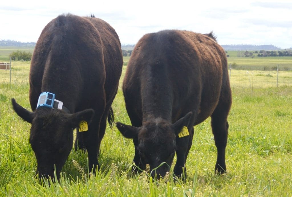 Beast on left is fitted with a prototype of the new eGrazor collar, which for the first time promises to deliver individual animal assessment for feed intake in paddock situations