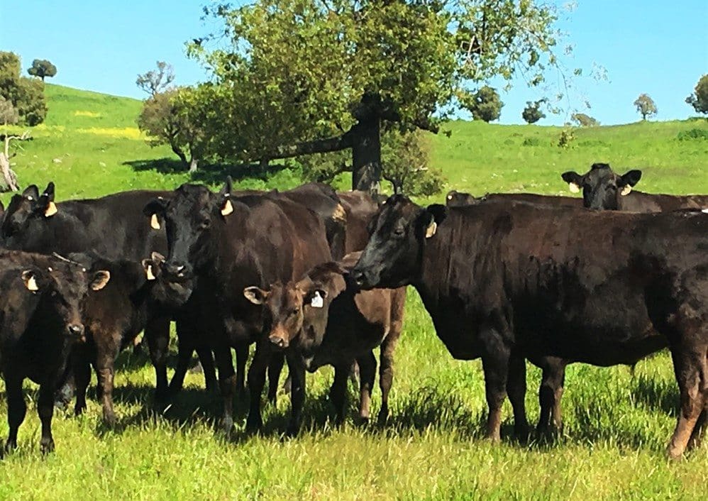 Sample of Blackmore Fullblood breeders involved in the Hancock transaction 