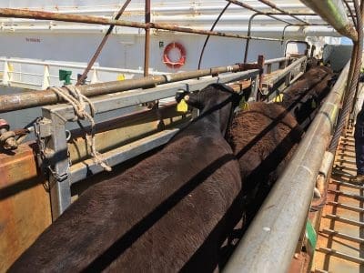 japan-wagyu-cattle-loading