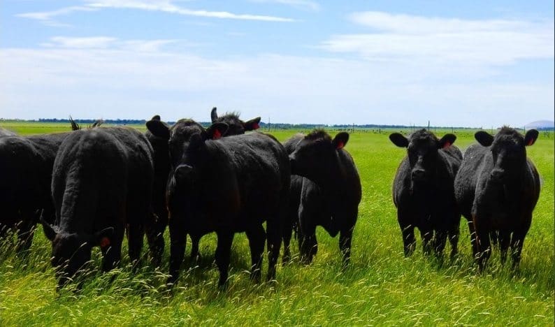 Part of the 2800 Angus cattle herd on Mt Fyans, in Victoria's western districts 