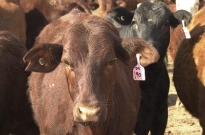 nlis-feedlot-cattle