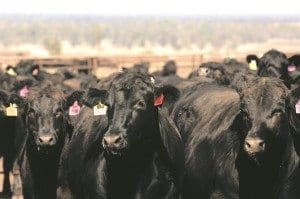 cattle-wagyu-angus-f1s-on-feed-at-stanbroke-feedlot-300x199