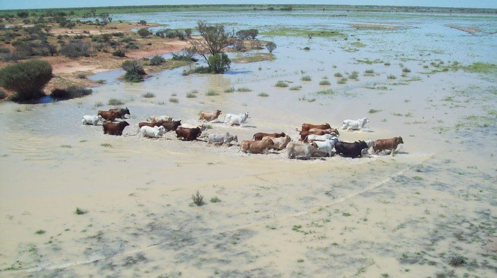 Cattle on Western Grazing's Tanbar Station in the Channel country after flooding. Accountants Bentleys sold the property last year on behalf of Western Grazing to Paraway Pastoral Co.