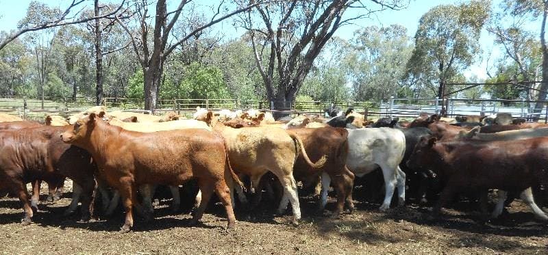 These Charolais and Santa cross steers from Narrabri NSW weighing 358kg made 352c/kg or $1265 a head on Friday