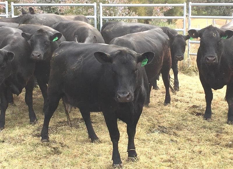 These 3-4 year old Angus cows from Euroa, VIC sold for $2475 on Friday, heading a short distance away to Alexandra.