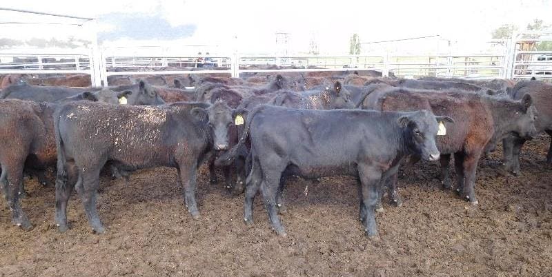 Part of a line of 48 7-8 month old recently-weaned Angus steers from Eurella, Rylstone, NSW averaging 218kg, which sold for 503c/kg or $1095 on Friday.