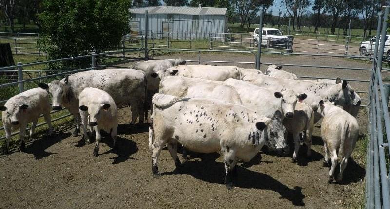 Not a common sight on AuctionsPlus - these 3-6 year old British White cows and calves from Benalla, VIC sold for $2610 on Friday.