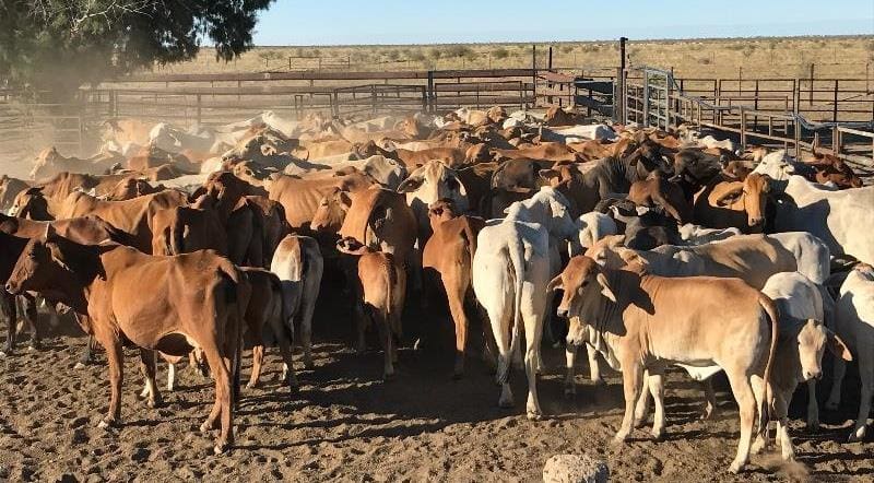 This line of 77 8-14 year old Red and Grey Brahman cows with calves at foot from Julia Creek sold for $1455. 