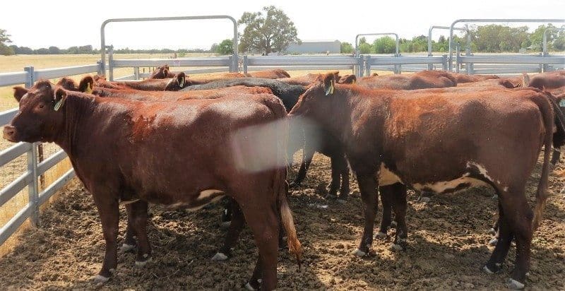 This line of rising two-year-old PTIC Shorthorn heifers from Hay, NSW made $1820 on Friday.