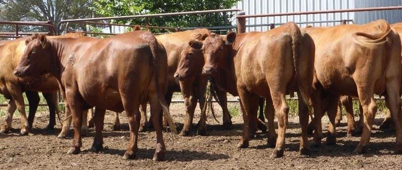 These young Red Angus cows from Holbrook, joined to Hicks Composite bulls and with Red Angus calves at foot made $2905 yesterday.