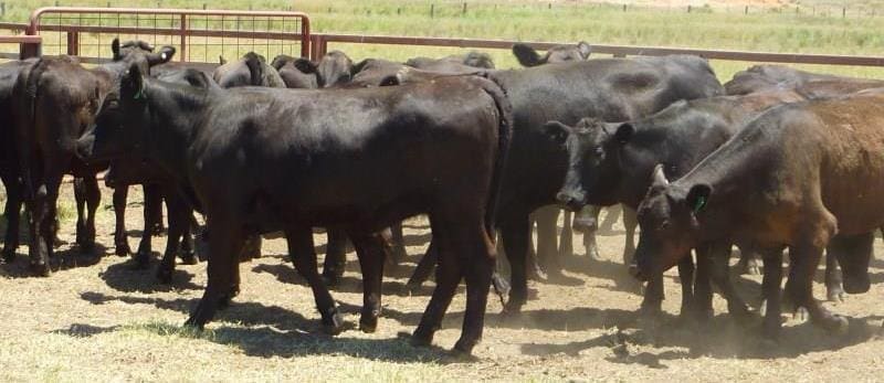 These F1 Wagyu X Angus heifers from Texas QLD made 647c/kg or $1870 yesterday.