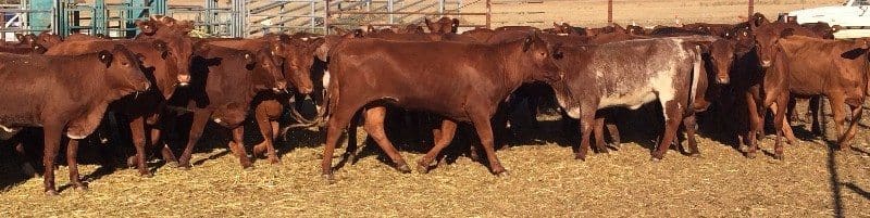 These Shorthorn and Shorthorn cross heifers from Gillingarra, WA bought on AuctionsPlus yesterday have a 3500km journey to their new home in central western NSW. They made $665/head.