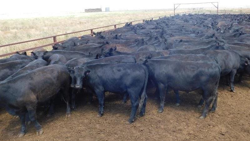 Part of a line of 312 Angus feeder steers 408kg at 12-14 months from Vieta, Hillston, NSW, which made $1500 or 368c/kg yesterday. 