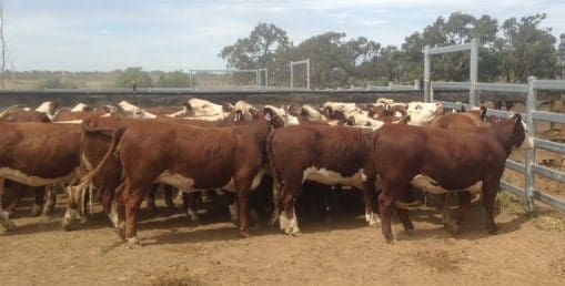 This line of Hereford heifers, 432kg at 18-20 months, PTIC to Yavenvale Hereford bulls, from Oxley, NSW sold for a standout price of $2700.