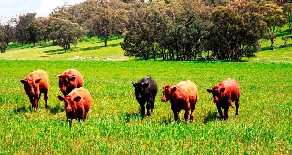 Cattle on Cobbora's Avondale aggregation, a mixed farming and grazing operation totalling 3239ha, making it one of the largest landholdings in the region.