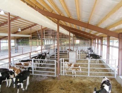 Dairy calf-rearing facility in the US