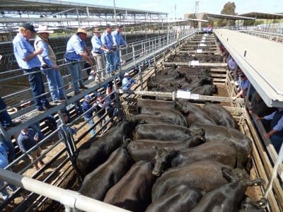 Kerr & Co livestock team at Thursday's Hamilton store sale