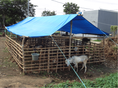 As Qurban approaches, temporary sale yards like this one appear on strategically located vacant land all over Indonesia so prospective donors might personally select their animals.