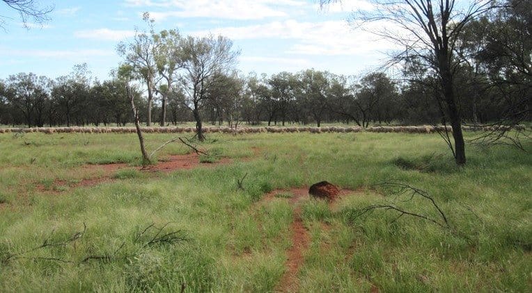 Quilpie country showing the benefit of recent rain