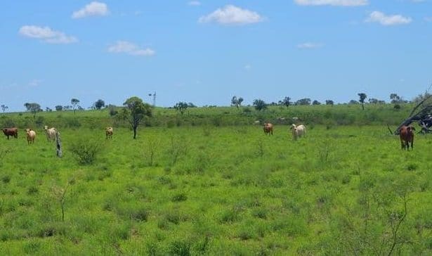 Highly regarded 15,300ha property Willowee, near Ilfracombe in western Queensland, will be sold by timed online auction, starting on 5 December.