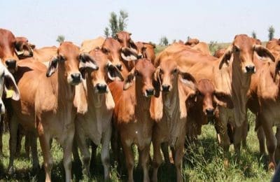 Red Brahman cows and calves on Rolf Park 