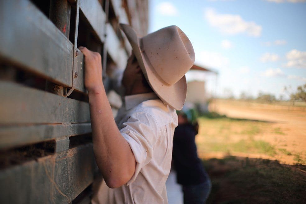 Loading cattle, trucking