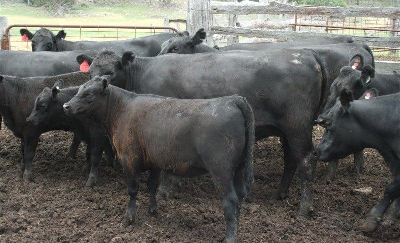 Cows with calves sold on Friday peaked at $2770 for these re-joined Angus first-calvers from Tenterfield, NSW