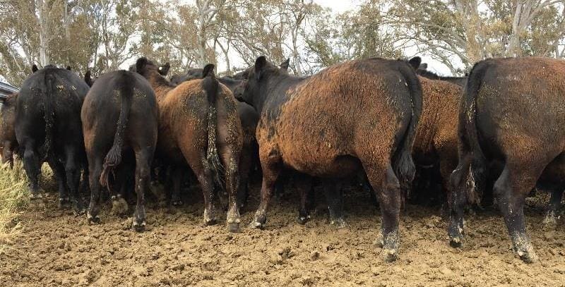 A highlight of Friday’s sales was a large offering of about 440 steers and heifers a/c Krongart Pastoral Co from Penola, SA. The well-grown Angus and black baldy weaners made 393c for the heavier steers weighing 373kg, and 442c for the lightest draft at 286kg.