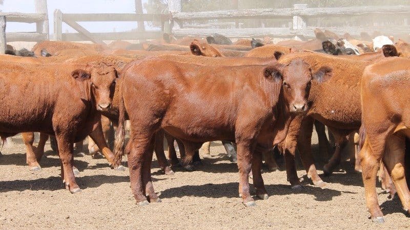 A mixed line of 194 Santa, South Devon and Hereford backgrounder steers from Proston, QLD included this line of 80 steers 10-12 months averaging 244kg which sold for 416c/kg or $1015, and a second line of 114, 10-15 months averaging 298kg, making $1110.