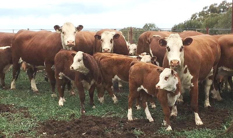 These Hereford cows and calves, part of a line of 300+ from Coolah NSW offered on Friday made $2250.