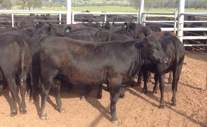 Unjoined heifer highlights last week included these 379kg Te Mania blood Angus heifers from Mansfield, VIC selling for 372c/kg live weight or $1410.