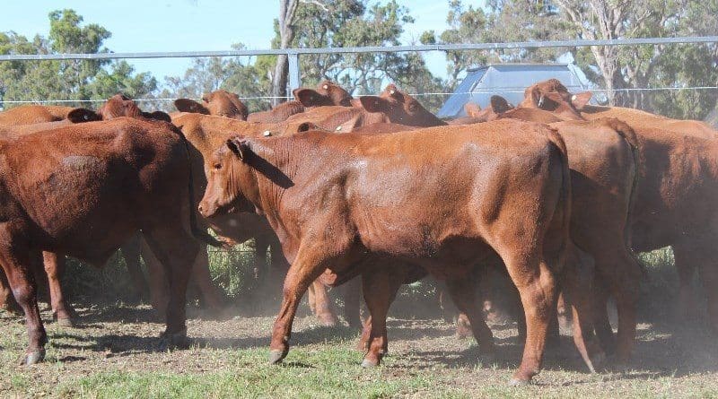 This line of a line of EU-accredited Santa and Santa cross 373kg steers from Deepwater, NSW sold for 362c/kg liveweight or $1350/head