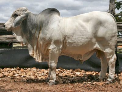This unregistered Grey Brahman herd bull made a world record $96,000 in February. 