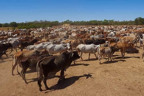 The Bullo sale included about 7000 head of cattle