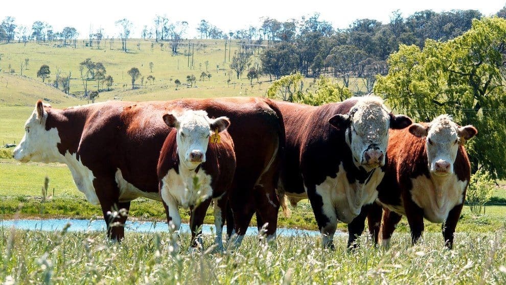 hereford-bull-and-cows