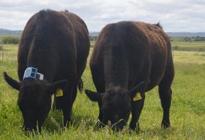 sensors-measure-cattle-pasture-intake