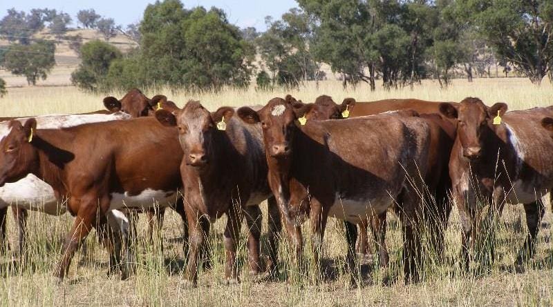 Top price for PTIC females on Friday was paid for this line of 3-4 year old Shorthorn cows from Culcairn, NSW, making $2150. 