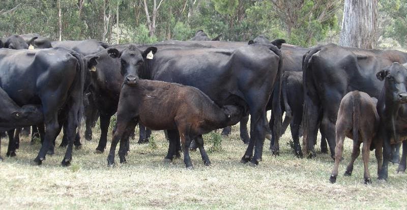This mob of Santa Gertrudis/Angus cows and calves from Glen Innes made $2450 on Friday. The 4-6 year olds were offered station-mated to Angus bulls and had sappy 180kg calves at foot.