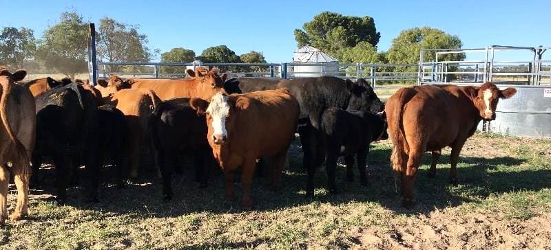 This line of a line of 3-4 year old Woonallee blood Simmental cows and calves, with cows re-joined, from Keith, SA sold for $2850. 