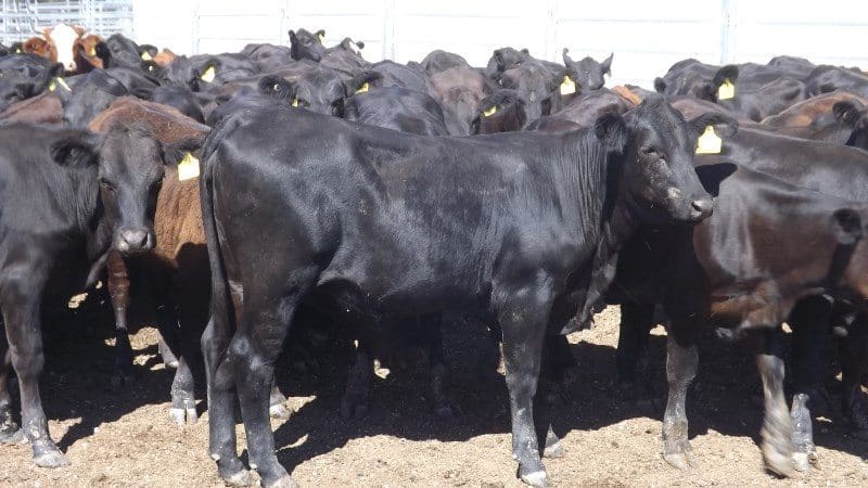 Heifer highlights included this line of 144 218kg Angus cross weaned heifers, 7-10 months from Goondiwindi, QLD that made 415c/kg or $900