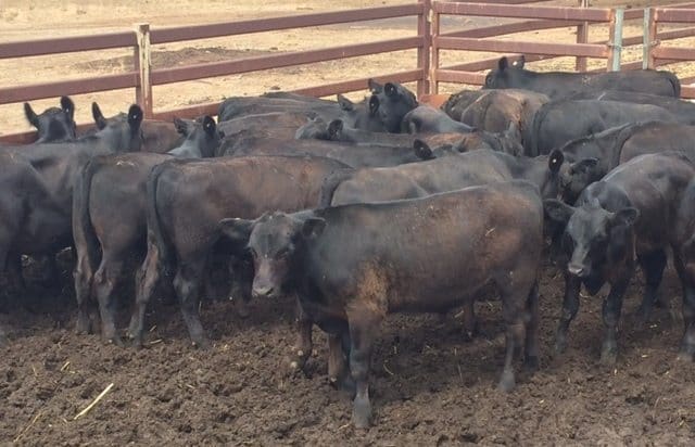 This line of EU-eligible 216 kg Angus backgrounder steers, 4-7 months, from Hannaford, QLD sold for 556c/kg or $1200 a head on Friday.